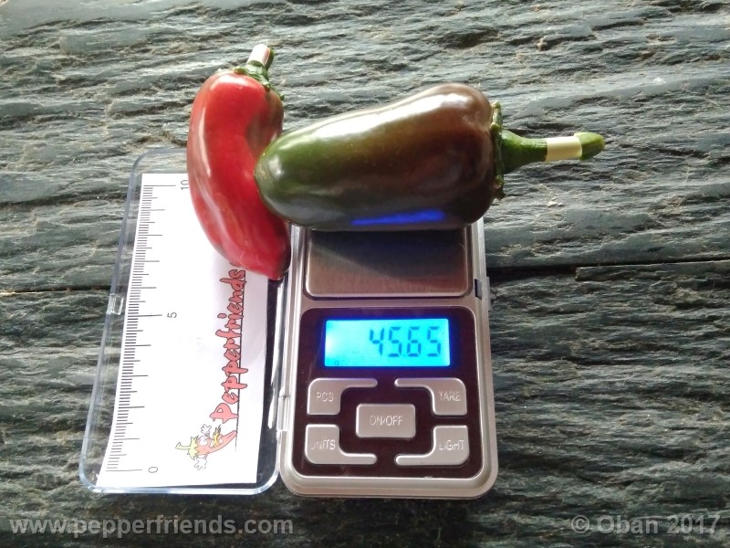 jalapeno-grosso_001_frutto_11.jpg