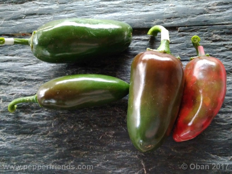 jalapeno-grosso_001_frutto_12.jpg