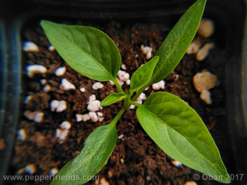 jalapeno-grosso_001_pianta_06.jpg