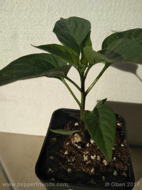 jalapeno-grosso_001_pianta_08.jpg