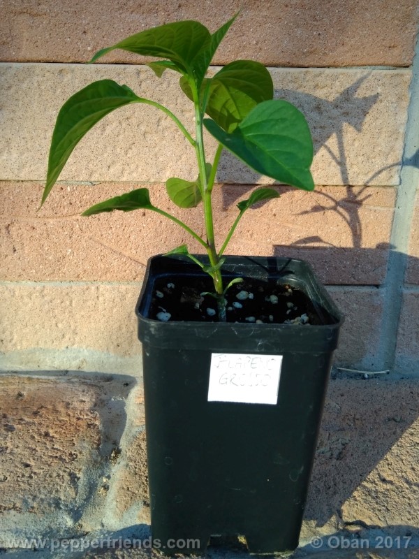 jalapeno-grosso_001_pianta_10.jpg