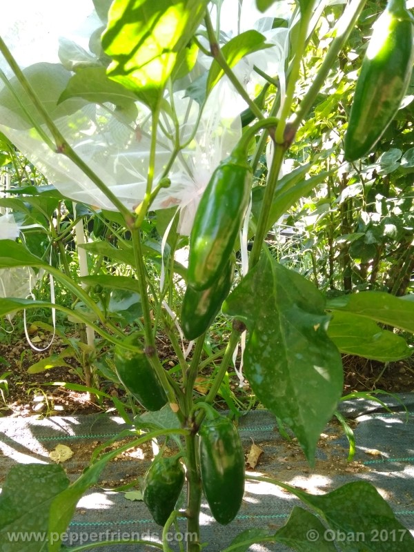 jalapeno-grosso_001_pianta_15.jpg