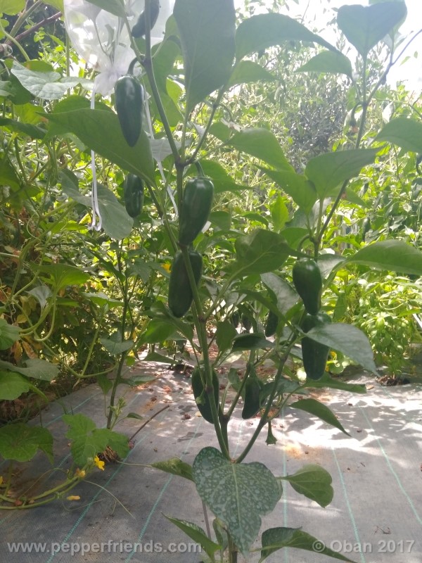 jalapeno-grosso_001_pianta_16.jpg