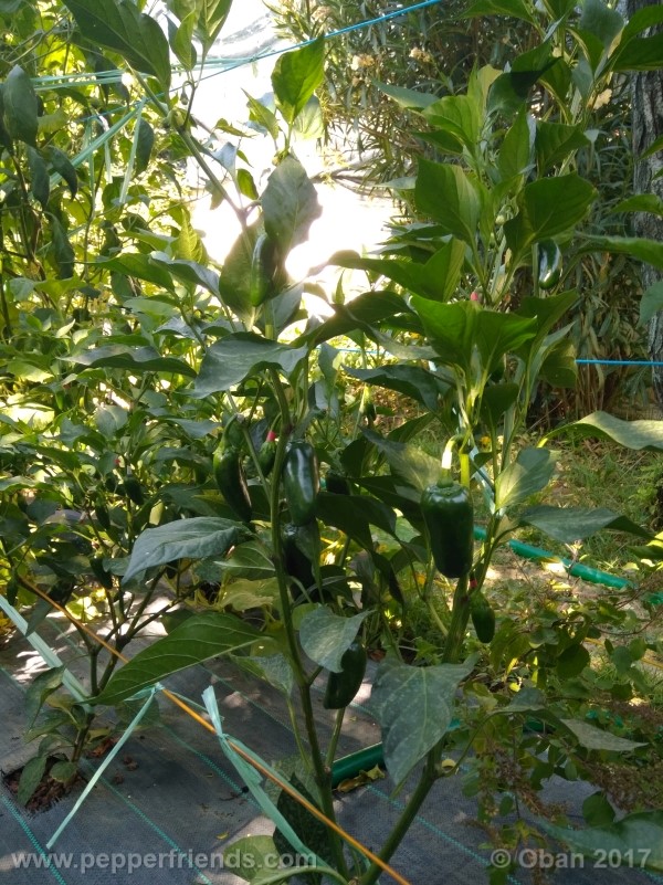 jalapeno-grosso_001_pianta_17.jpg