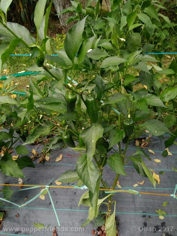 jalapeno-grosso_001_pianta_20.jpg