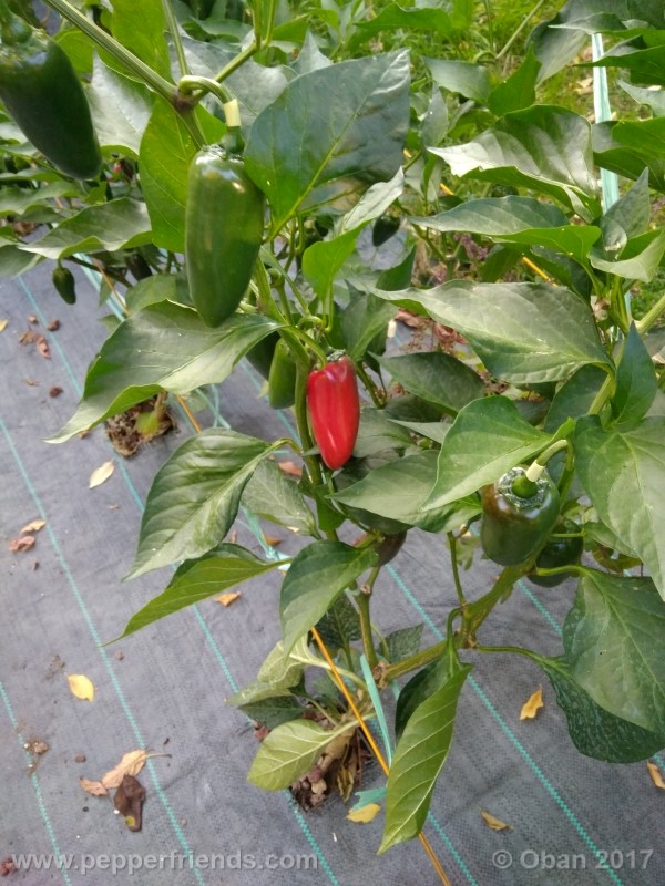 jalapeno-grosso_001_pianta_21.jpg