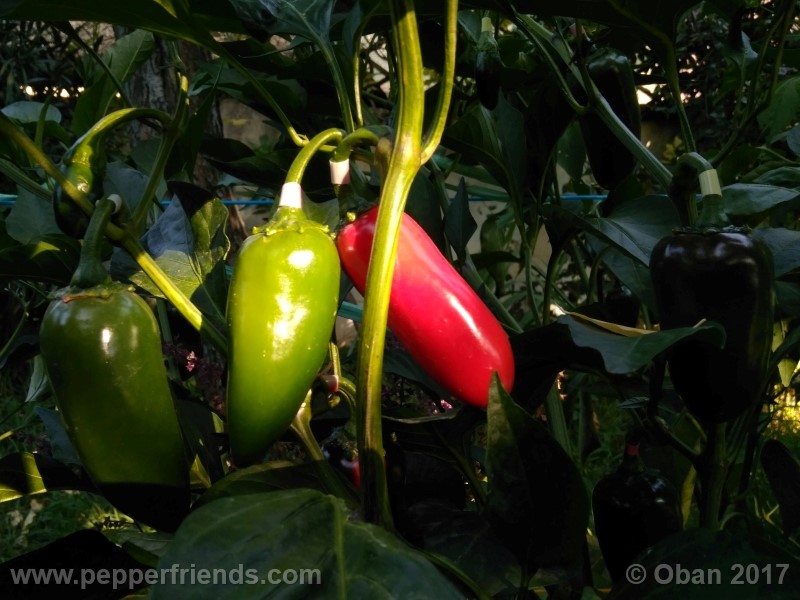 jalapeno-grosso_001_pianta_22.jpg