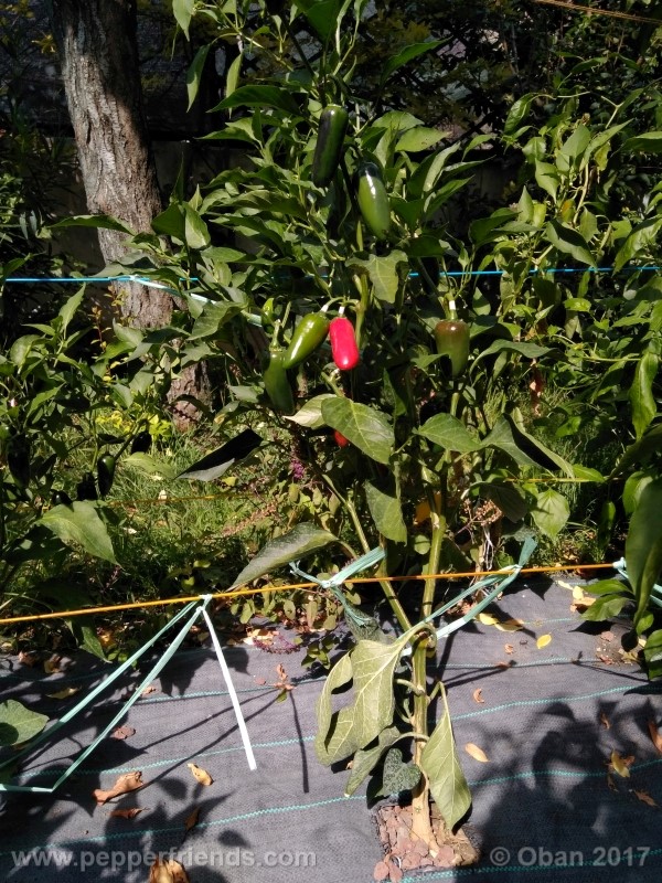 jalapeno-grosso_001_pianta_23.jpg