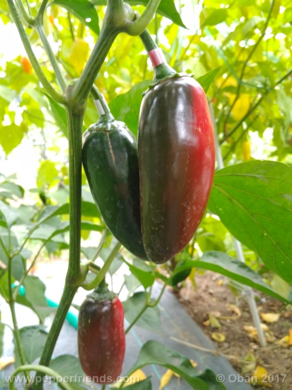 jalapeno-grosso_001_pianta_24.jpg