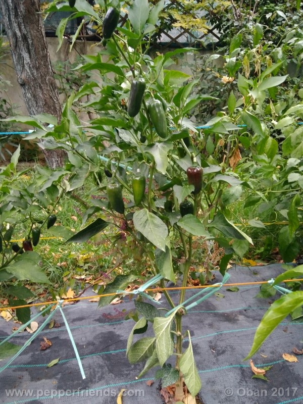 jalapeno-grosso_001_pianta_26.jpg