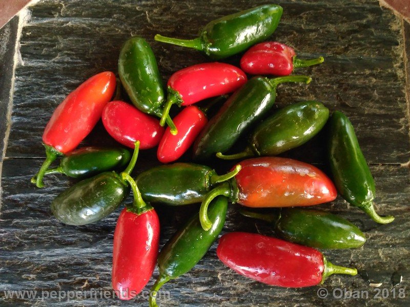 jalapeno-grosso_002_frutto_01.jpg