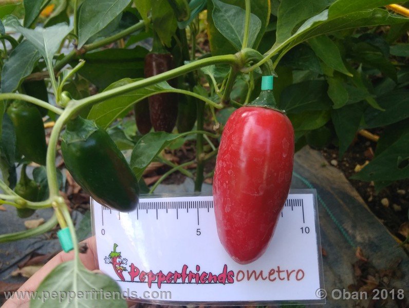 jalapeno-grosso_002_frutto_02.jpg