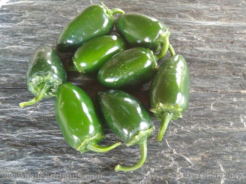 jalapeno-m_001_frutto_01.jpg