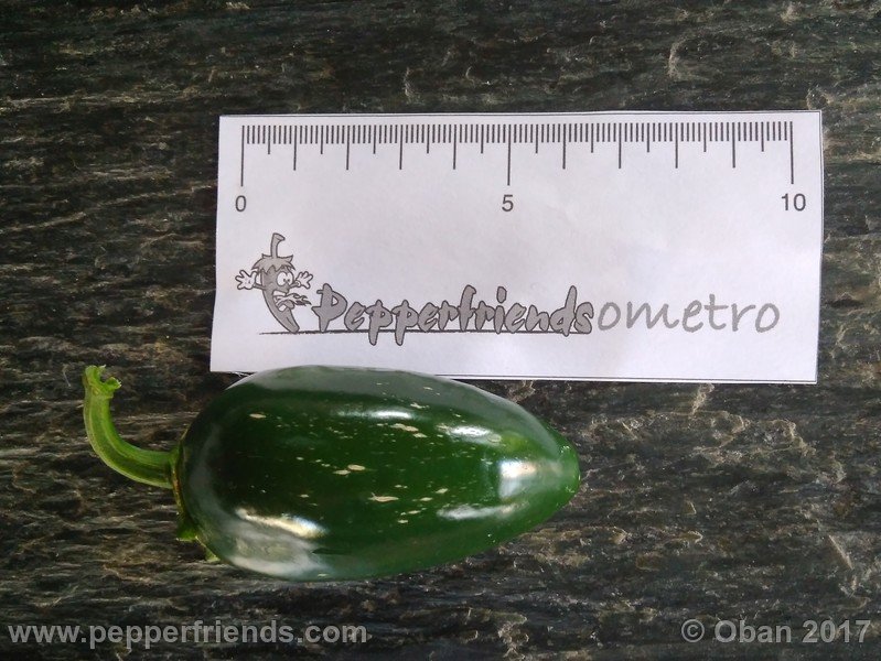 jalapeno-m_001_frutto_02.jpg