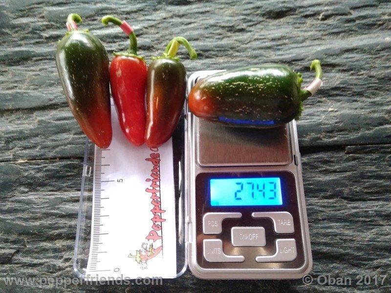 jalapeno-m_001_frutto_04.jpg