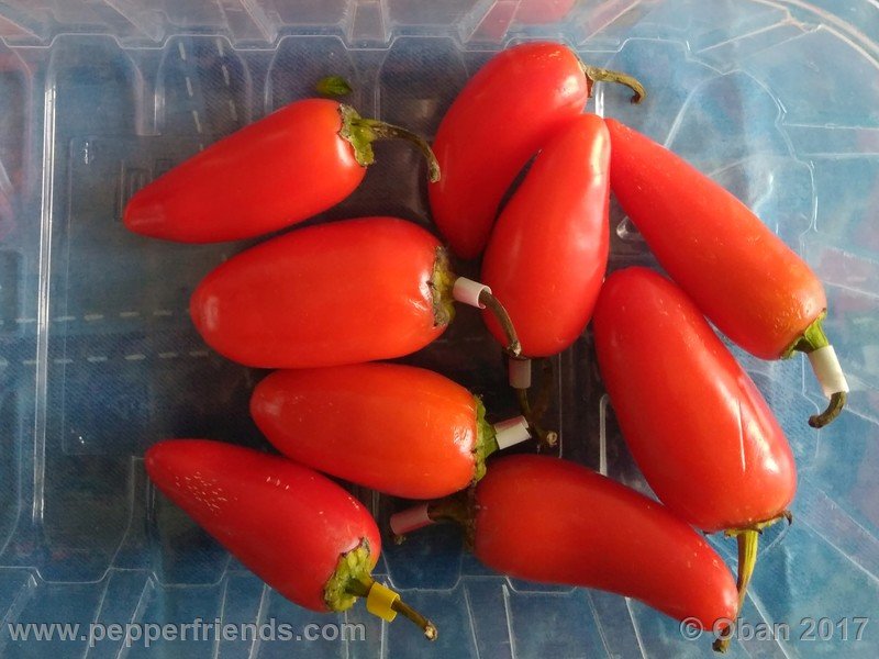 jalapeno-m_001_frutto_06.jpg