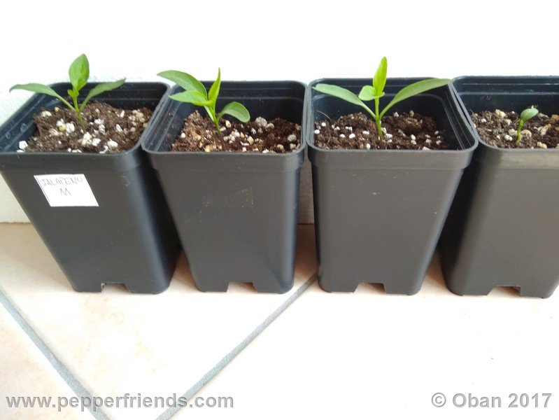jalapeno-m_001_pianta_01.jpg