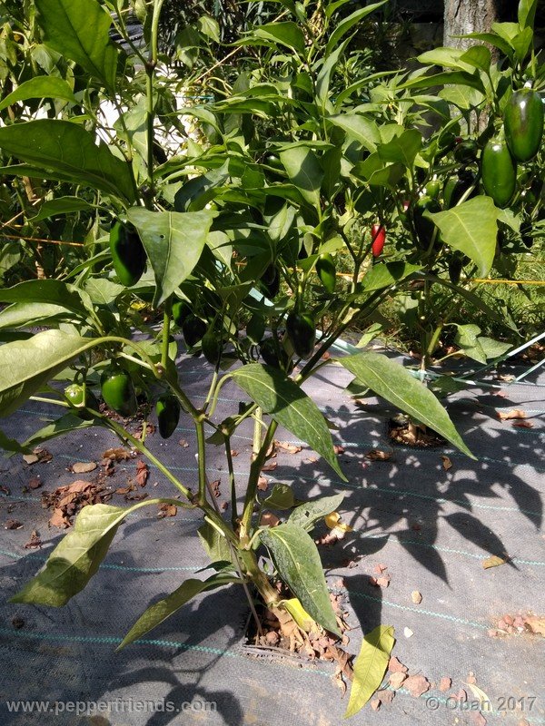 jalapeno-m_001_pianta_010.jpg