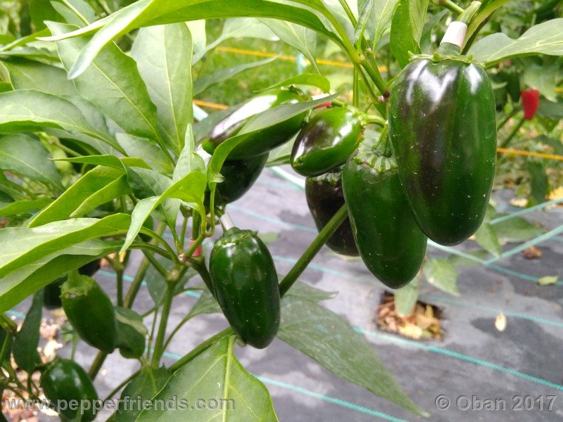 jalapeno-m_001_pianta_013.jpg