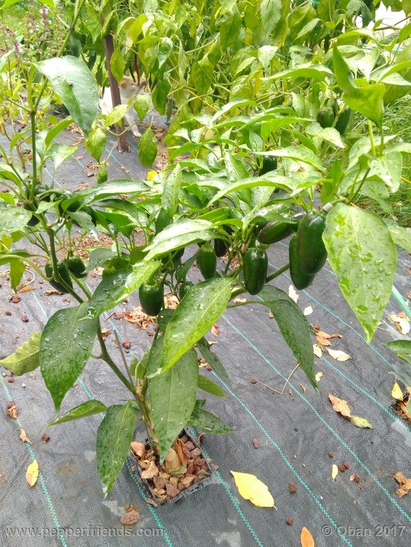jalapeno-m_001_pianta_015.jpg