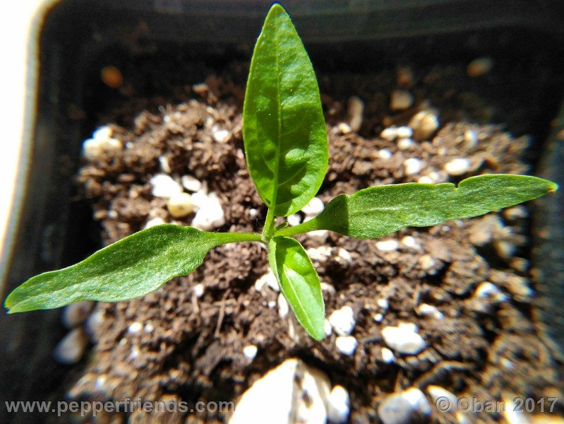 jalapeno-m_001_pianta_02.jpg