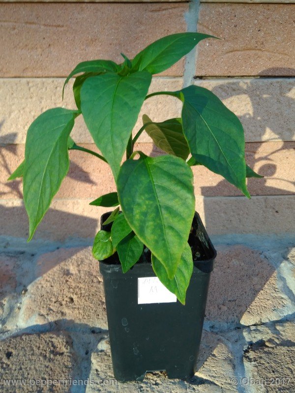 jalapeno-m_001_pianta_06.jpg