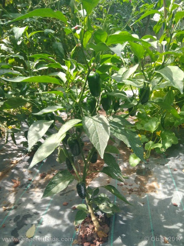 jalapeno-m_001_pianta_07.jpg