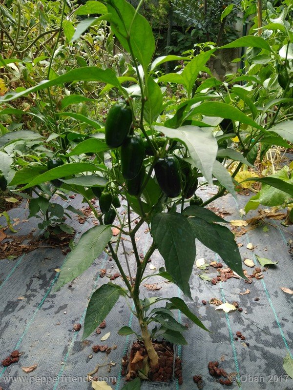 jalapeno-m_001_pianta_08.jpg