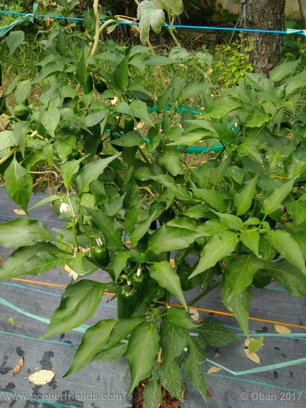 jalapeno-m_001_pianta_09.jpg