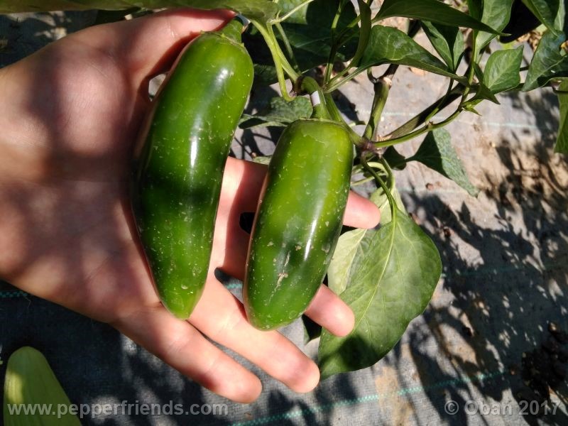 jalapeno-mammouth_001_frutto_04.jpg