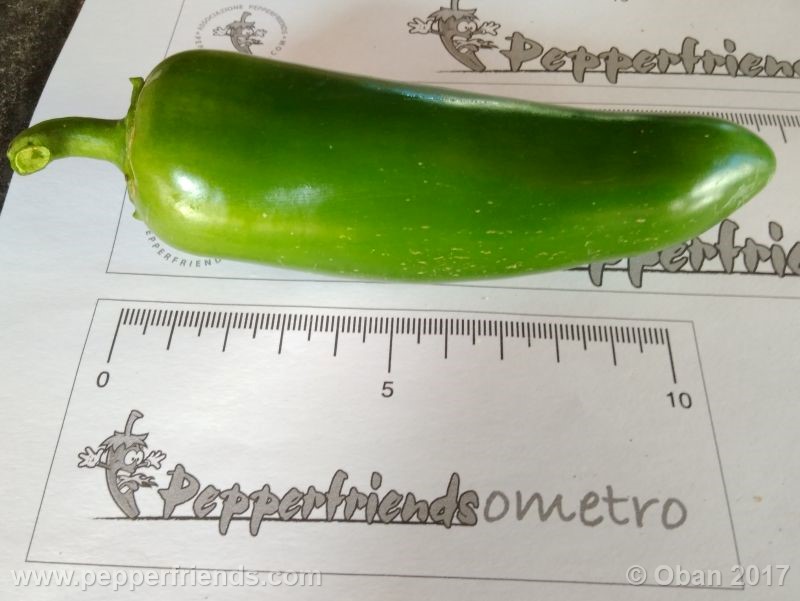 jalapeno-mammouth_001_frutto_05.jpg