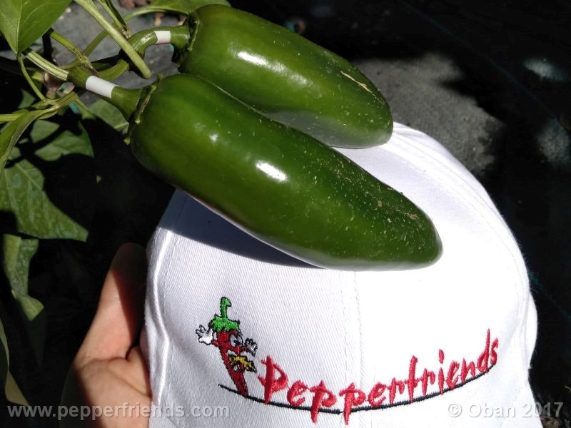 jalapeno-mammouth_001_frutto_08.jpg