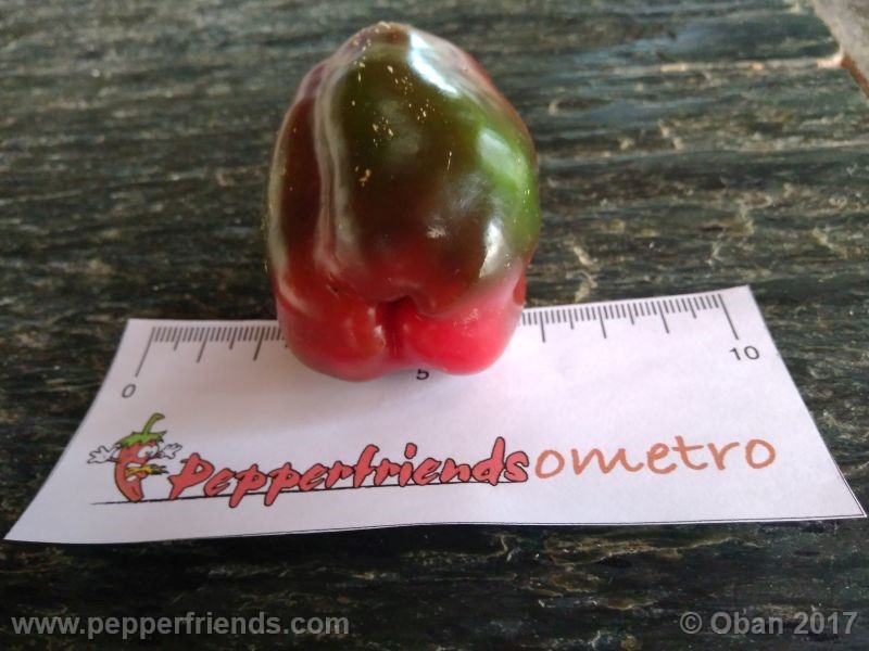 jalapeno-mammouth_001_frutto_10.jpg