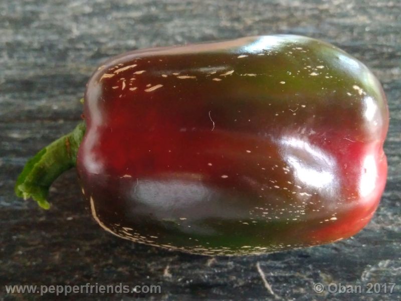 jalapeno-mammouth_001_frutto_11.jpg