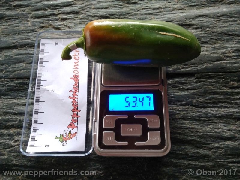 jalapeno-mammouth_001_frutto_12.jpg