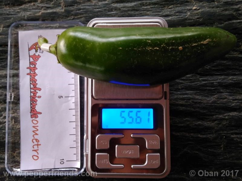 jalapeno-mammouth_001_frutto_14.jpg