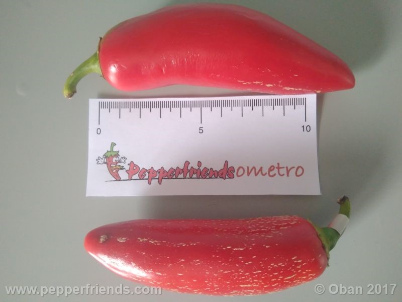 https://www.pepperfriends.org/uploads/jalapeno-mammouth/001/jalapeno-mammouth_001_frutto_15.jpg