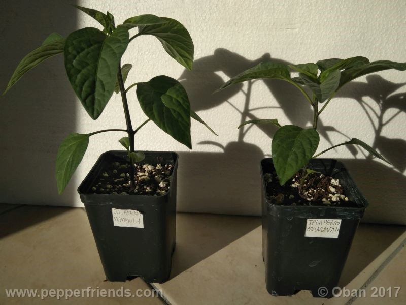 jalapeno-mammouth_001_pianta_09.jpg