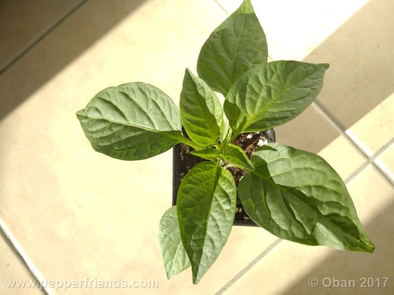 jalapeno-mammouth_001_pianta_10.jpg