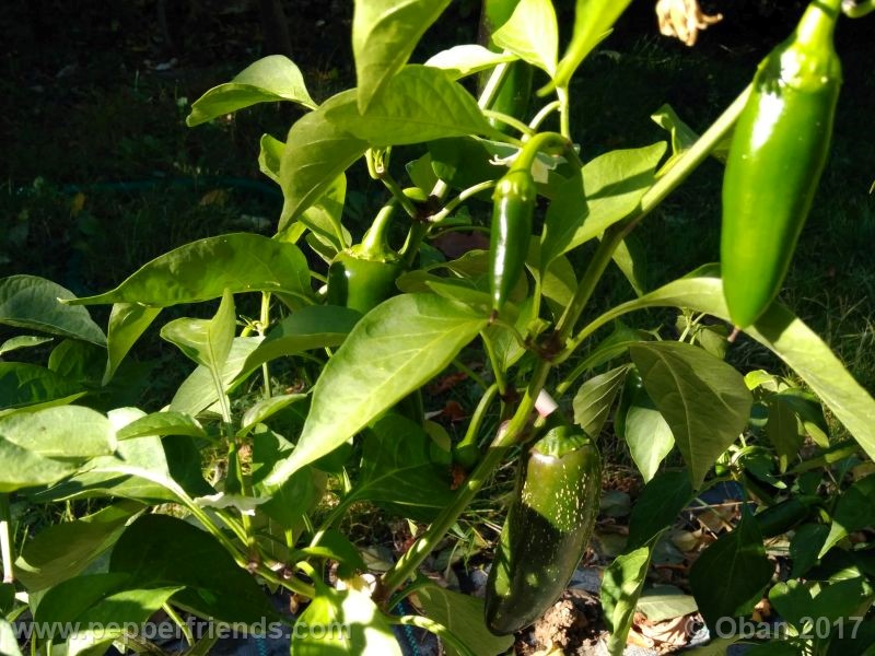 jalapeno-mammouth_001_pianta_15.jpg