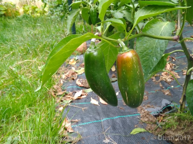 jalapeno-mammouth_001_pianta_16.jpg