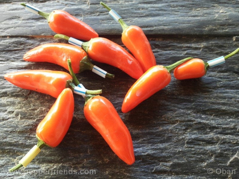 https://www.pepperfriends.org/uploads/jalapeno-orange/001/jalapeno-orange_001_frutto_02.jpg