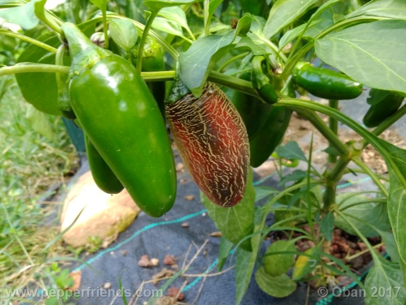 jalapeno-tajin_002_pianta_07.jpg