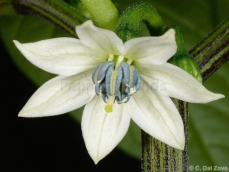 jalapeno-master_001_fiore_02.jpg