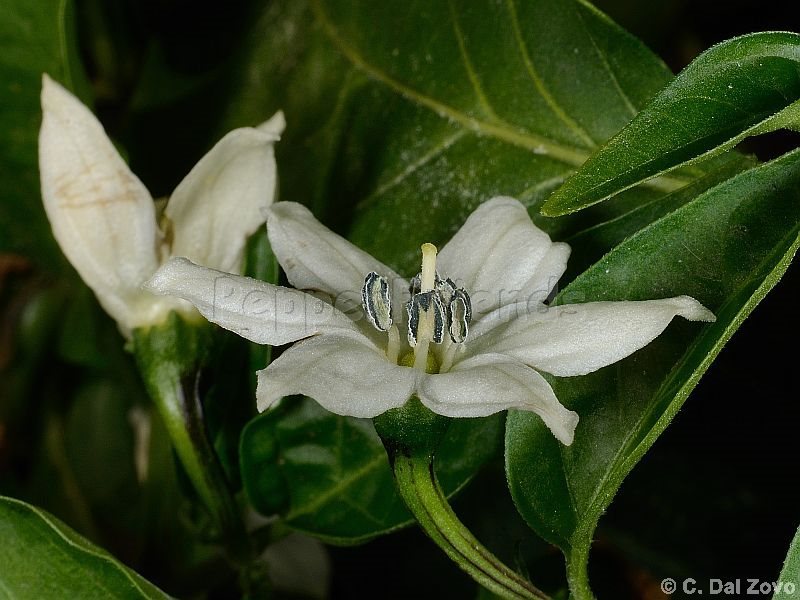 jalapeno-master_001_fiore_04.jpg