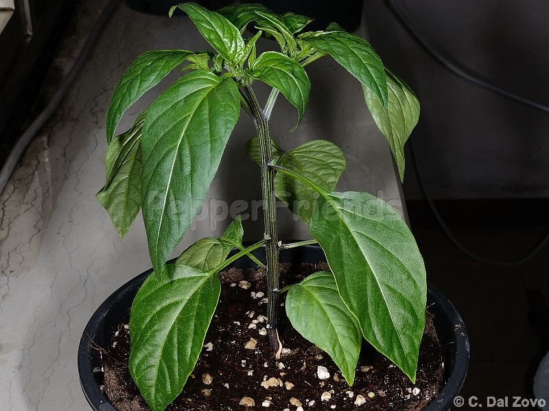 jalapeno-master_001_pianta_02.jpg