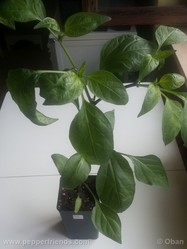 jalapeno_001_pianta_03.jpg