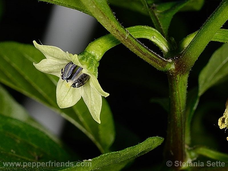 jamaican-scotch-bonnet_001_fiore_01.jpg