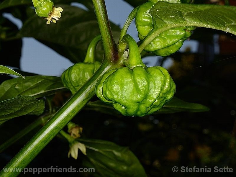 jamaican-scotch-bonnet_001_frutto_01.jpg