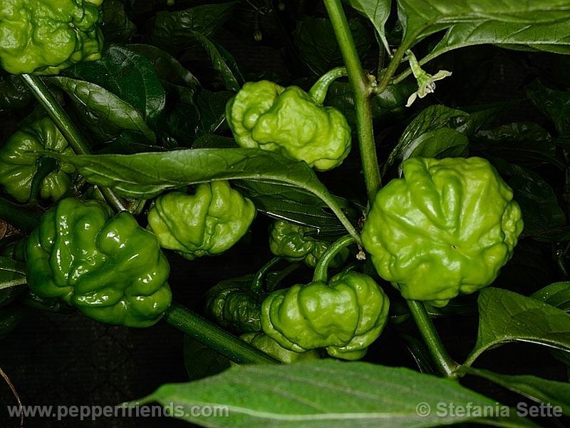 jamaican-scotch-bonnet_001_frutto_02.jpg